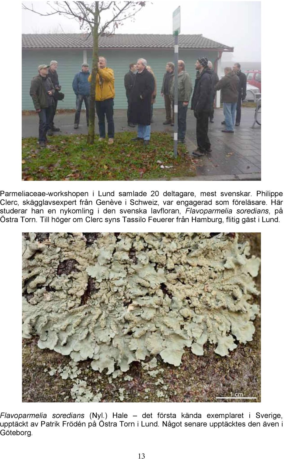 Här studerar han en nykomling i den svenska lavfloran, Flavoparmelia soredians, på Östra Torn.