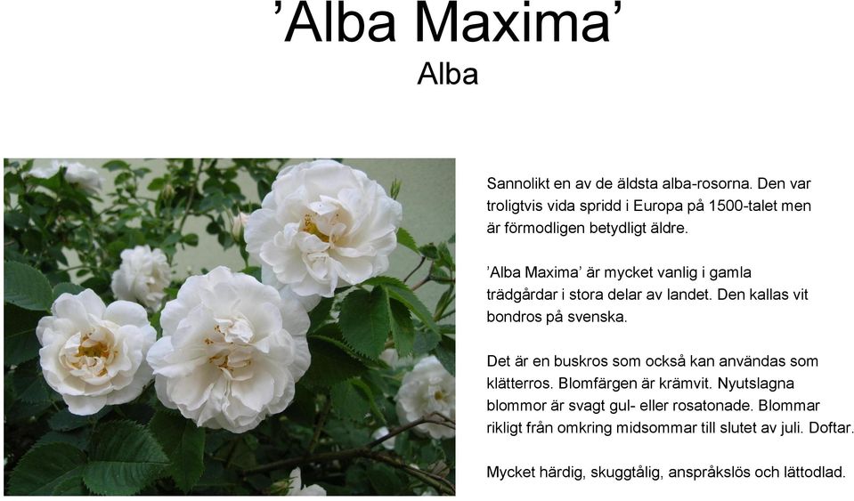 Alba Maxima är mycket vanlig i gamla trädgårdar i stora delar av landet. Den kallas vit bondros på svenska.