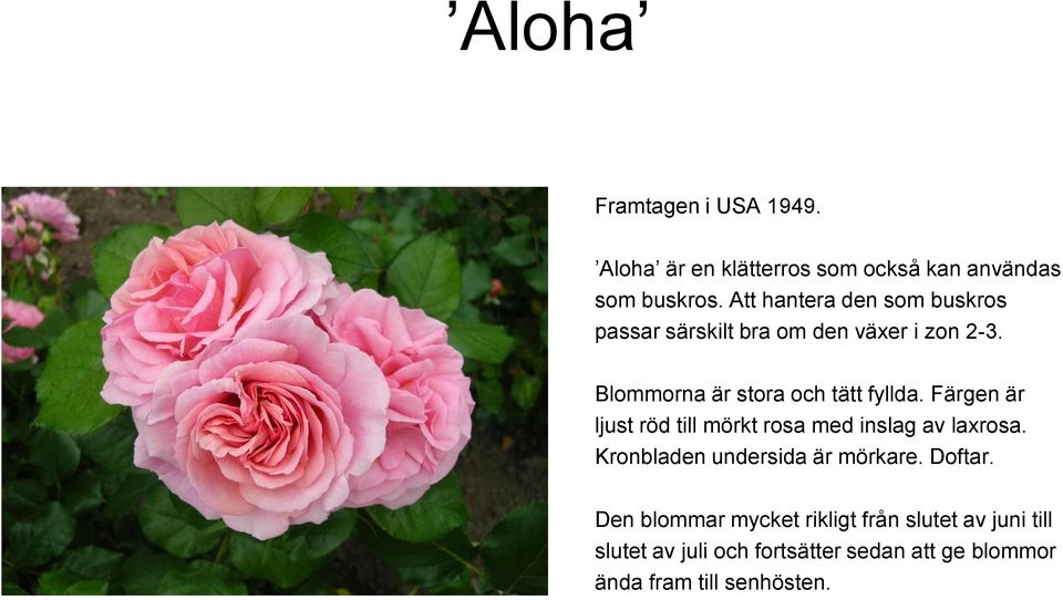 Blommorna är stora och tätt fyllda. Färgen är ljust röd till mörkt rosa med inslag av laxrosa.