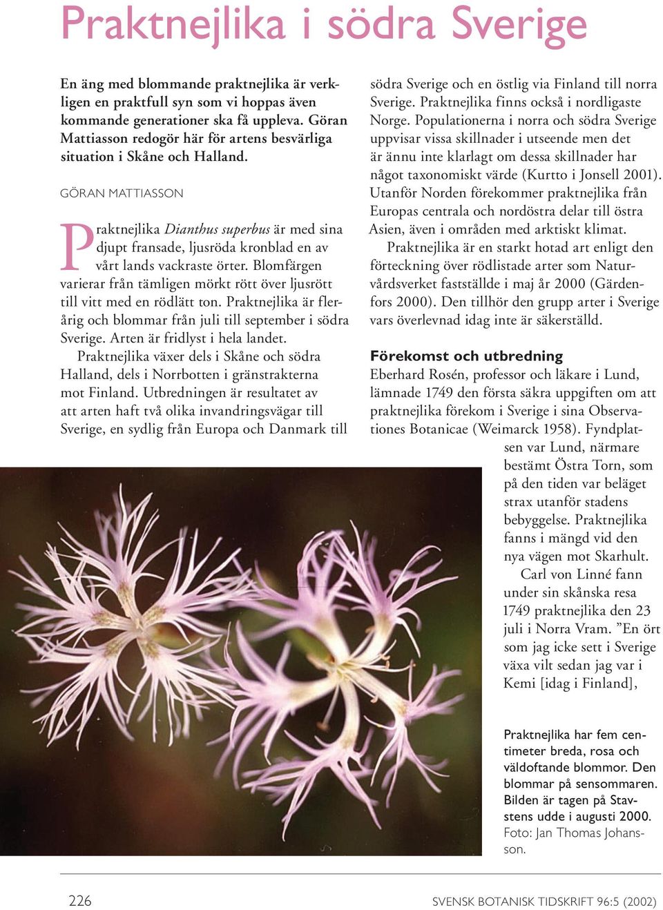 GÖRAN MATTIASSON Praktnejlika Dianthus superbus är med sina djupt fransade, ljusröda kronblad en av vårt lands vackraste örter.