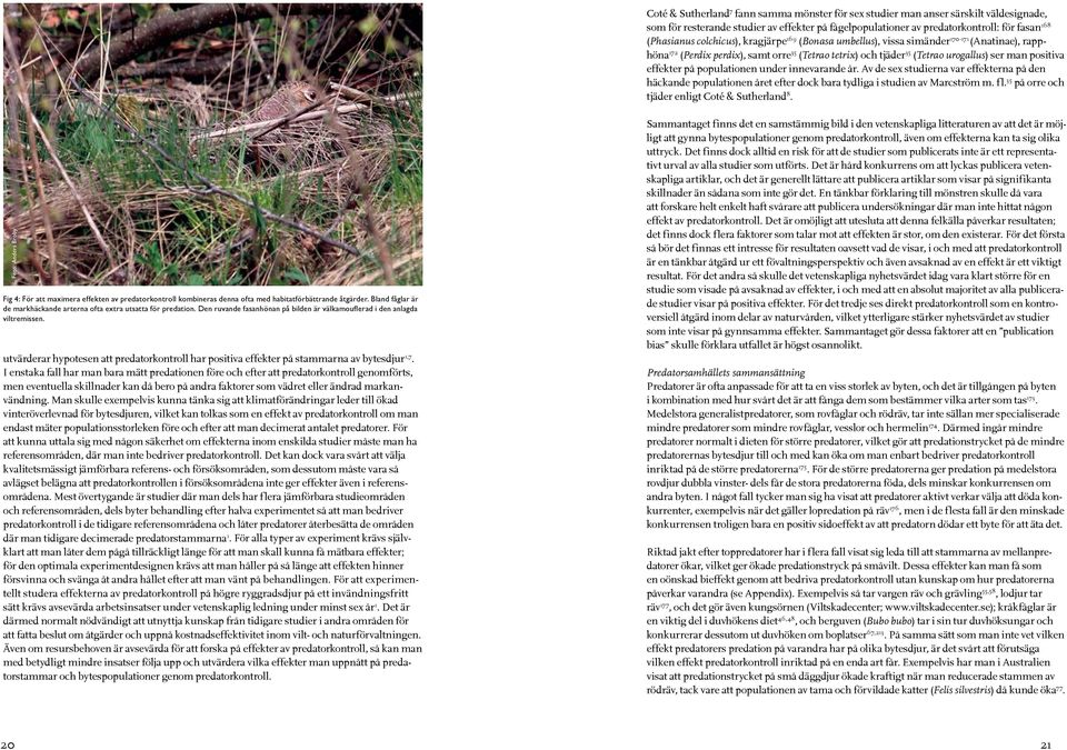 på populationen under innevarande år. Av de sex studierna var effekterna på den häckande populationen året efter dock bara tydliga i studien av Marcström m. fl.