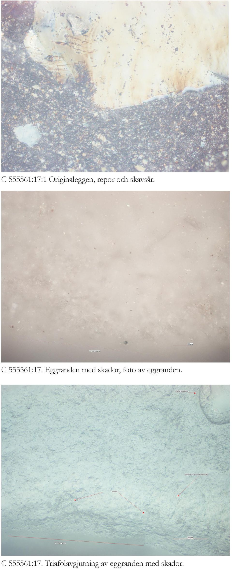 Eggranden med skador, foto av eggranden.