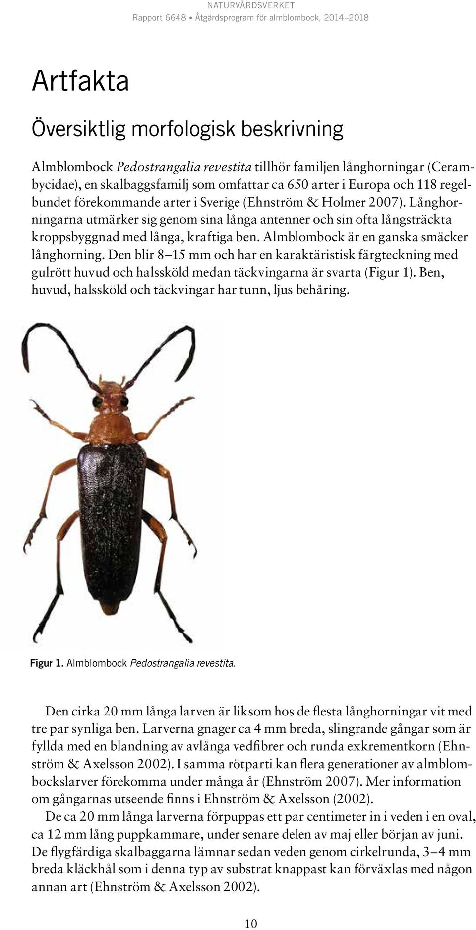Almblombock är en ganska smäcker långhorning. Den blir 8 15 mm och har en karaktäristisk färgteckning med gulrött huvud och halssköld medan täckvingarna är svarta (Figur 1).