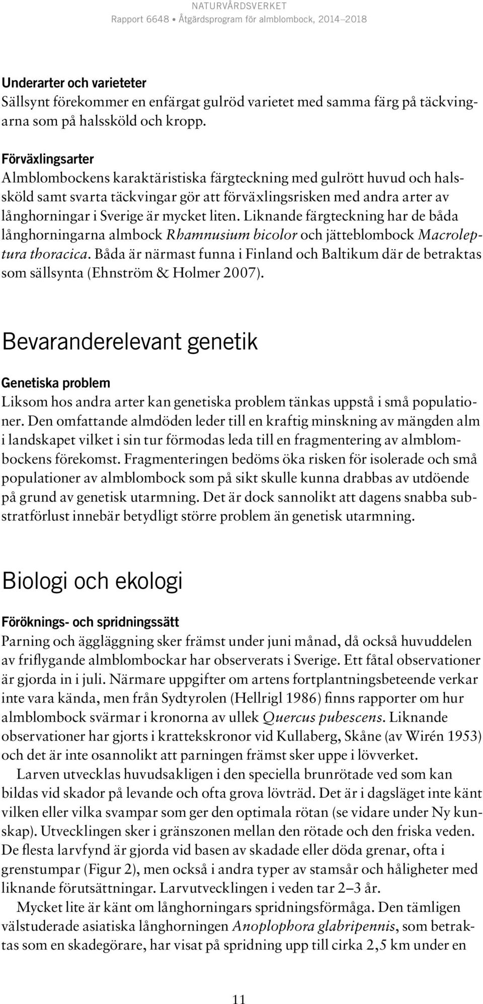 liten. Liknande färgteckning har de båda långhorningarna almbock Rhamnusium bicolor och jätteblombock Macroleptura thoracica.