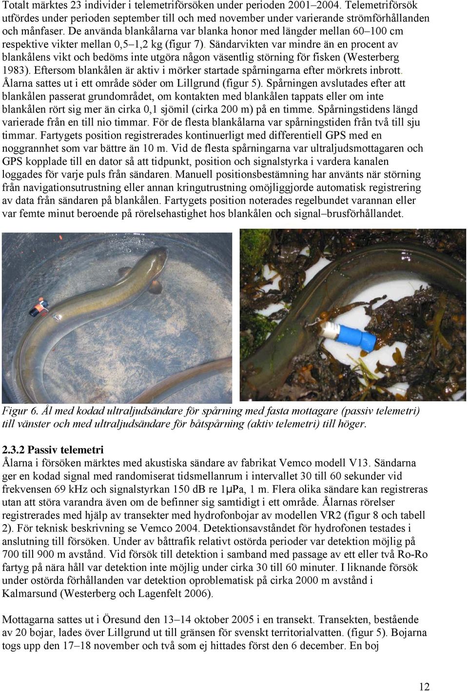Sändarvikten var mindre än en procent av blankålens vikt och bedöms inte utgöra någon väsentlig störning för fisken (Westerberg 1983).