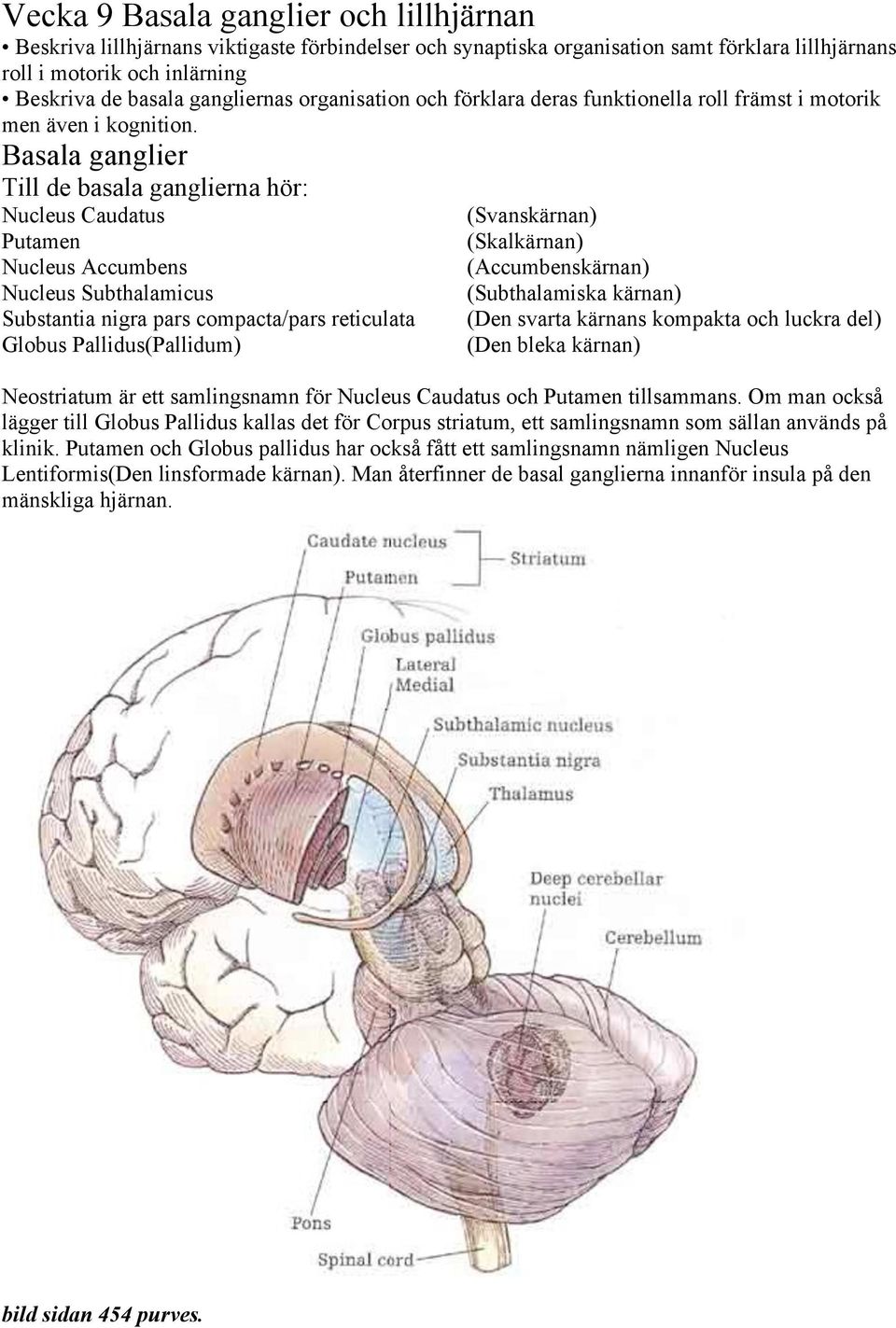 Basala ganglier Till de basala ganglierna hör: Nucleus Caudatus Putamen Nucleus Accumbens Nucleus Subthalamicus Substantia nigra pars compacta/pars reticulata Globus Pallidus(Pallidum) (Svanskärnan)