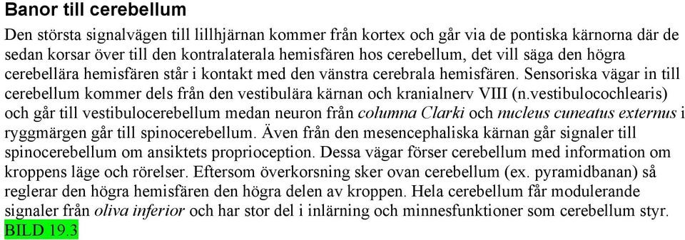 vestibulocochlearis) och går till vestibulocerebellum medan neuron från columna Clarki och nucleus cuneatus externus i ryggmärgen går till spinocerebellum.