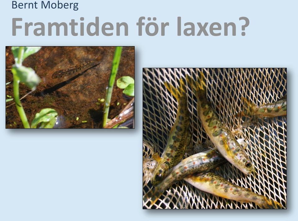 Framtiden