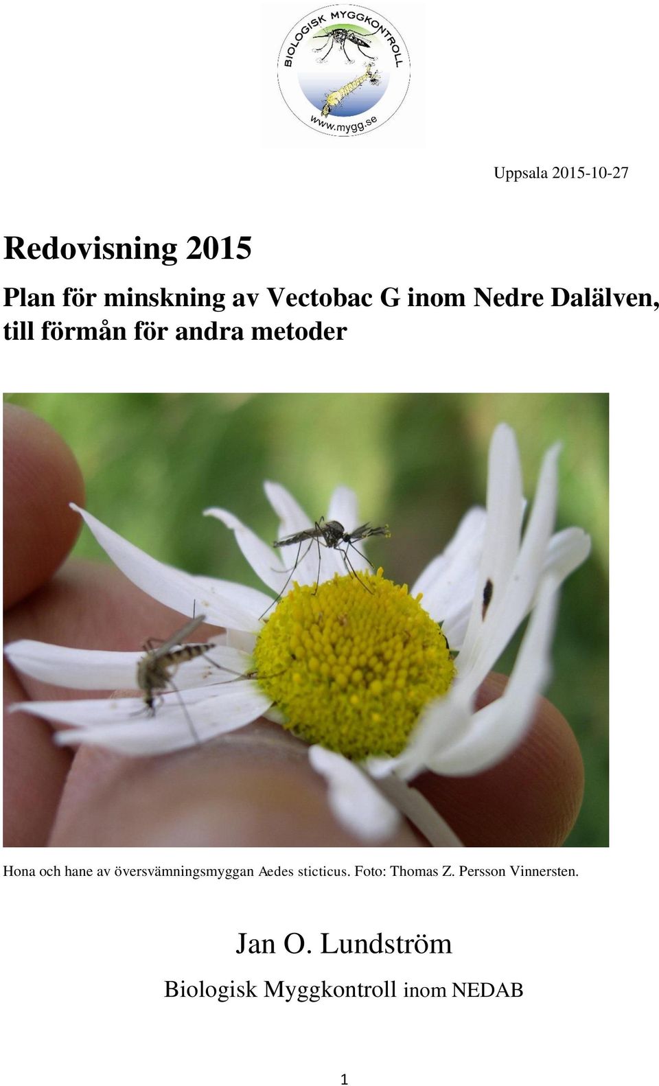 Hona och hane av översvämningsmyggan Aedes sticticus.