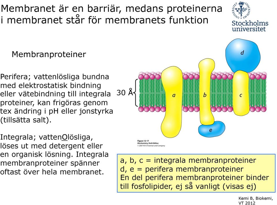 Integrala; vattenolösliga, löses ut med detergent eller en organisk lösning. Integrala membranproteiner spänner oftast över hela membranet.
