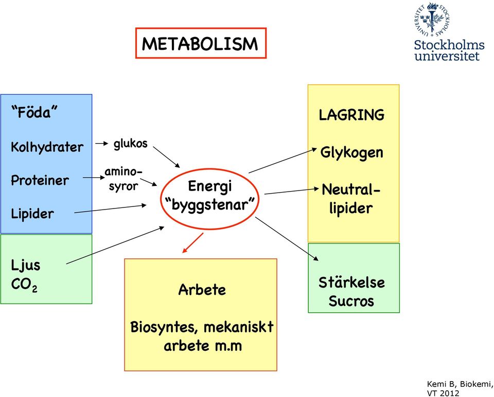 Glykogen! Neutral-! lipider! Ljus! CO 2! Arbete!