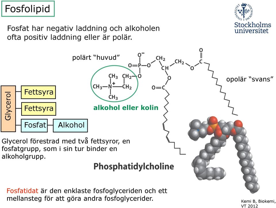 Glycerol förestrad med två fettsyror, en fosfatgrupp, som i sin tur binder en alkoholgrupp.