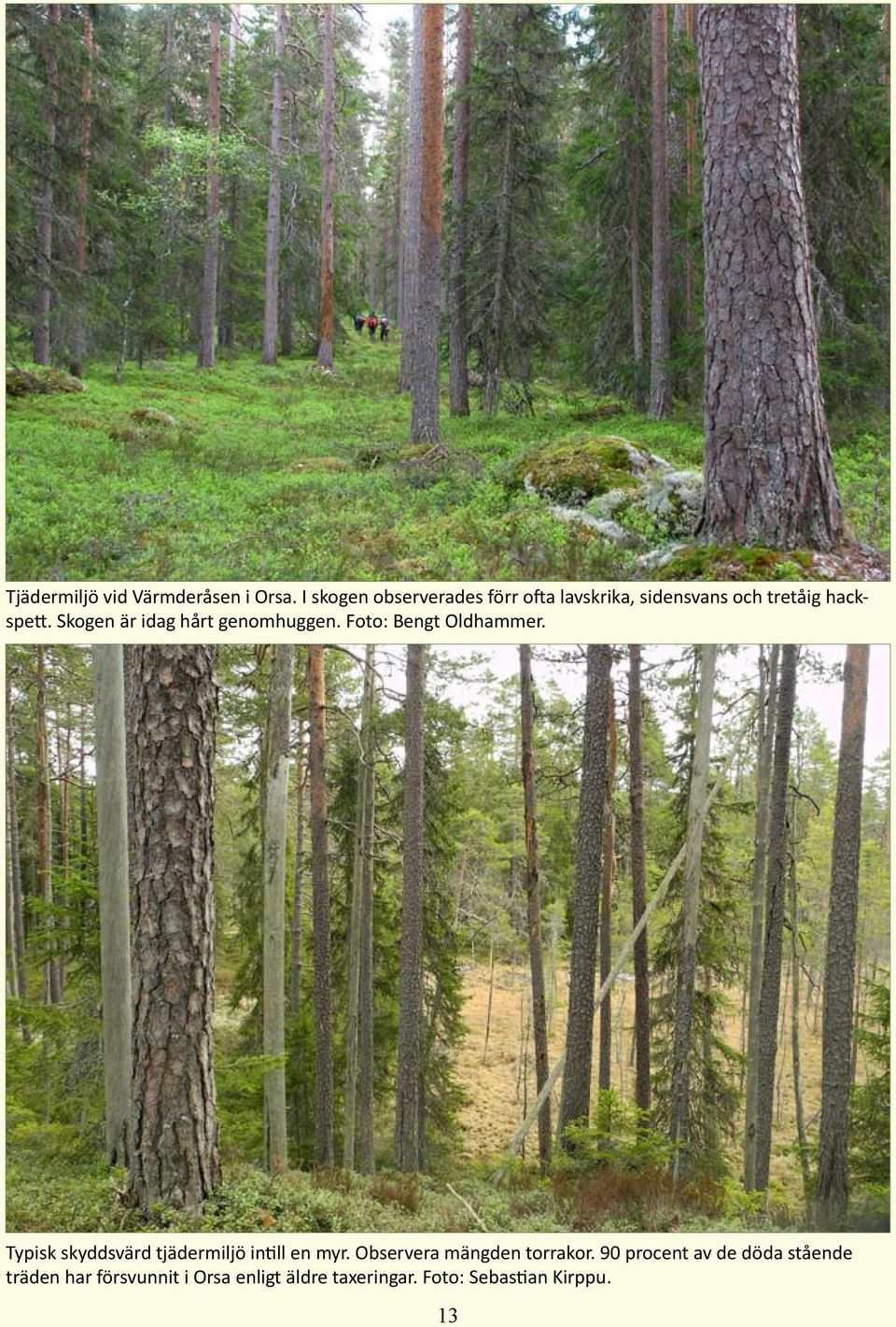 Skogen är idag hårt genomhuggen. Foto: Bengt Oldhammer.