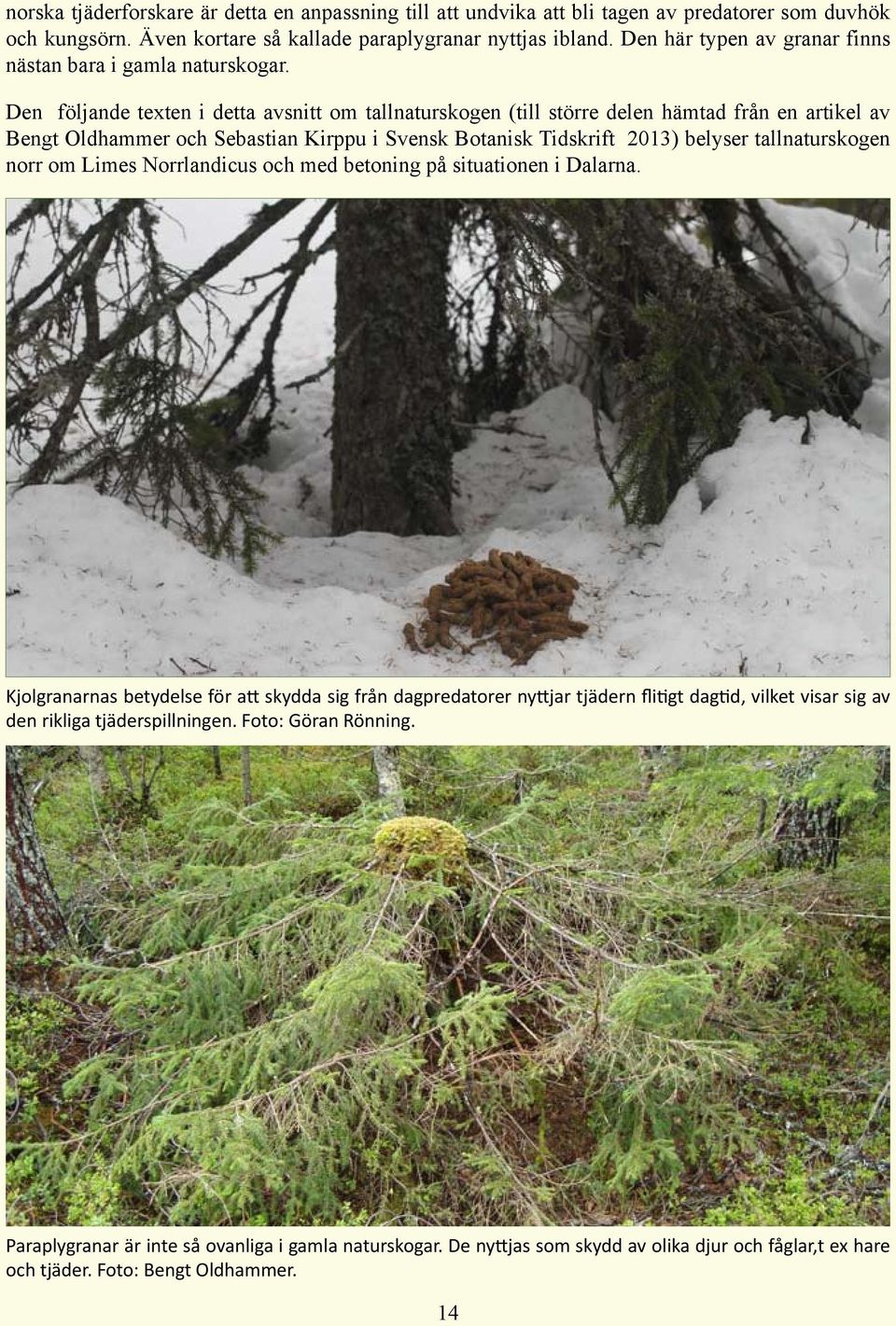 Den följande texten i detta avsnitt om tallnaturskogen (till större delen hämtad från en artikel av Bengt Oldhammer och Sebastian Kirppu i Svensk Botanisk Tidskrift 2013) belyser tallnaturskogen norr