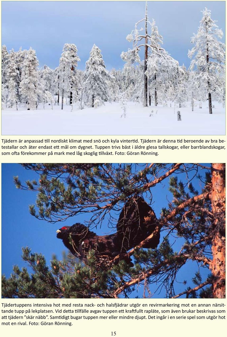 Tjädertuppens intensiva hot med resta nack- och halsfjädrar utgör en revirmarkering mot en annan närsittande tupp på lekplatsen.