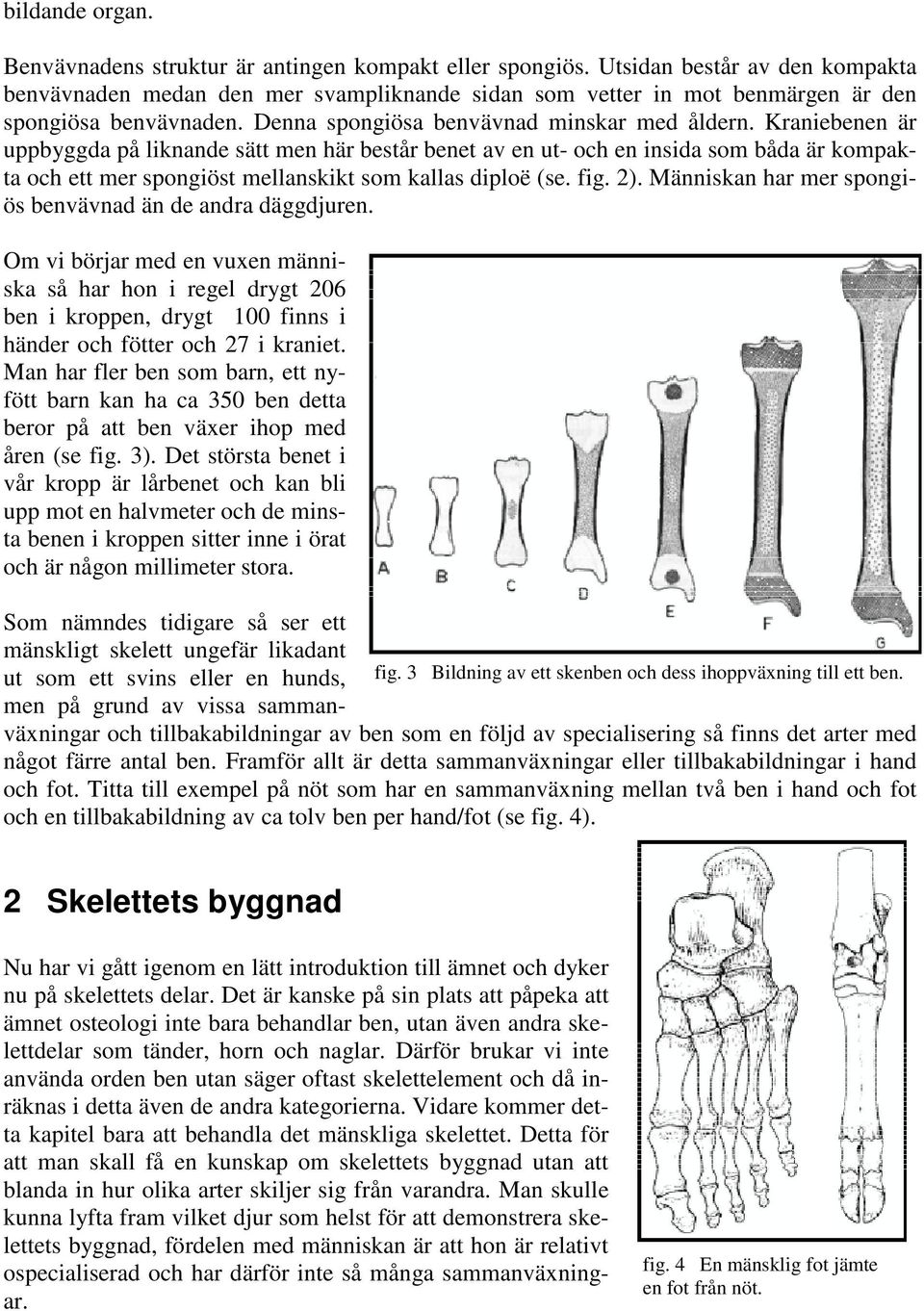 Kraniebenen är uppbyggda på liknande sätt men här består benet av en ut- och en insida som båda är kompakta och ett mer spongiöst mellanskikt som kallas diploë (se. fig. 2).