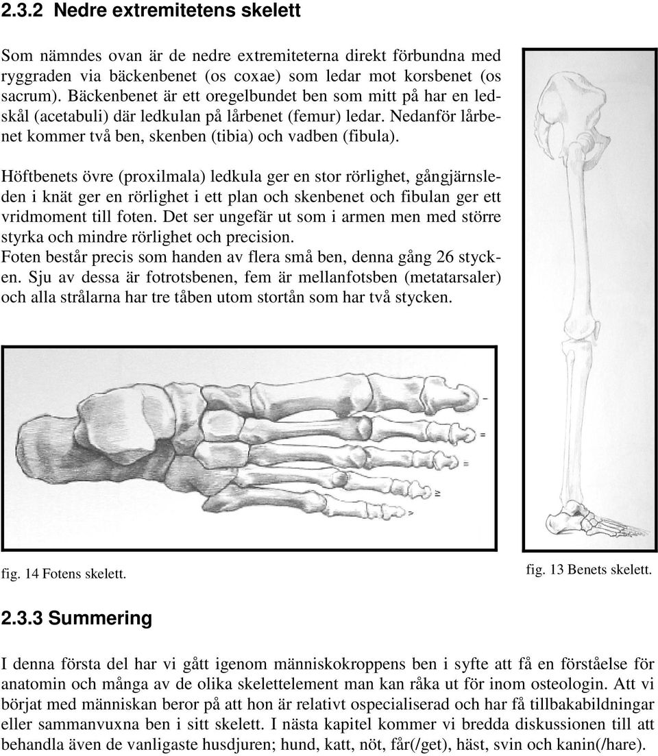 Höftbenets övre (proxilmala) ledkula ger en stor rörlighet, gångjärnsleden i knät ger en rörlighet i ett plan och skenbenet och fibulan ger ett vridmoment till foten.