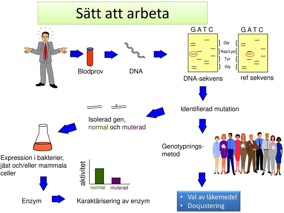 Expression i bakterier, jäst och/eller mammala celler Enzym aktivitet normal