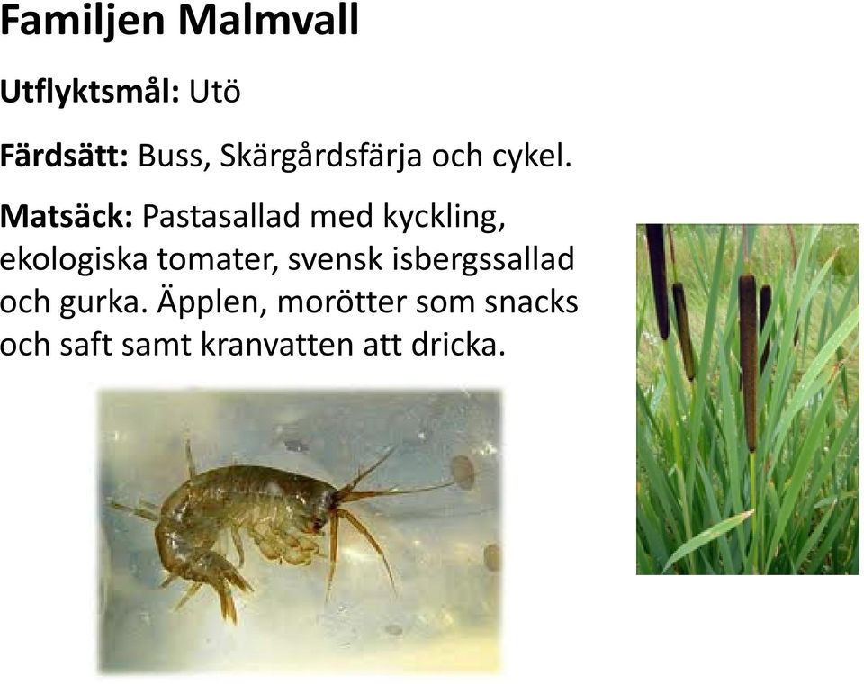 Matsäck: Pastasallad med kyckling, ekologiska tomater,