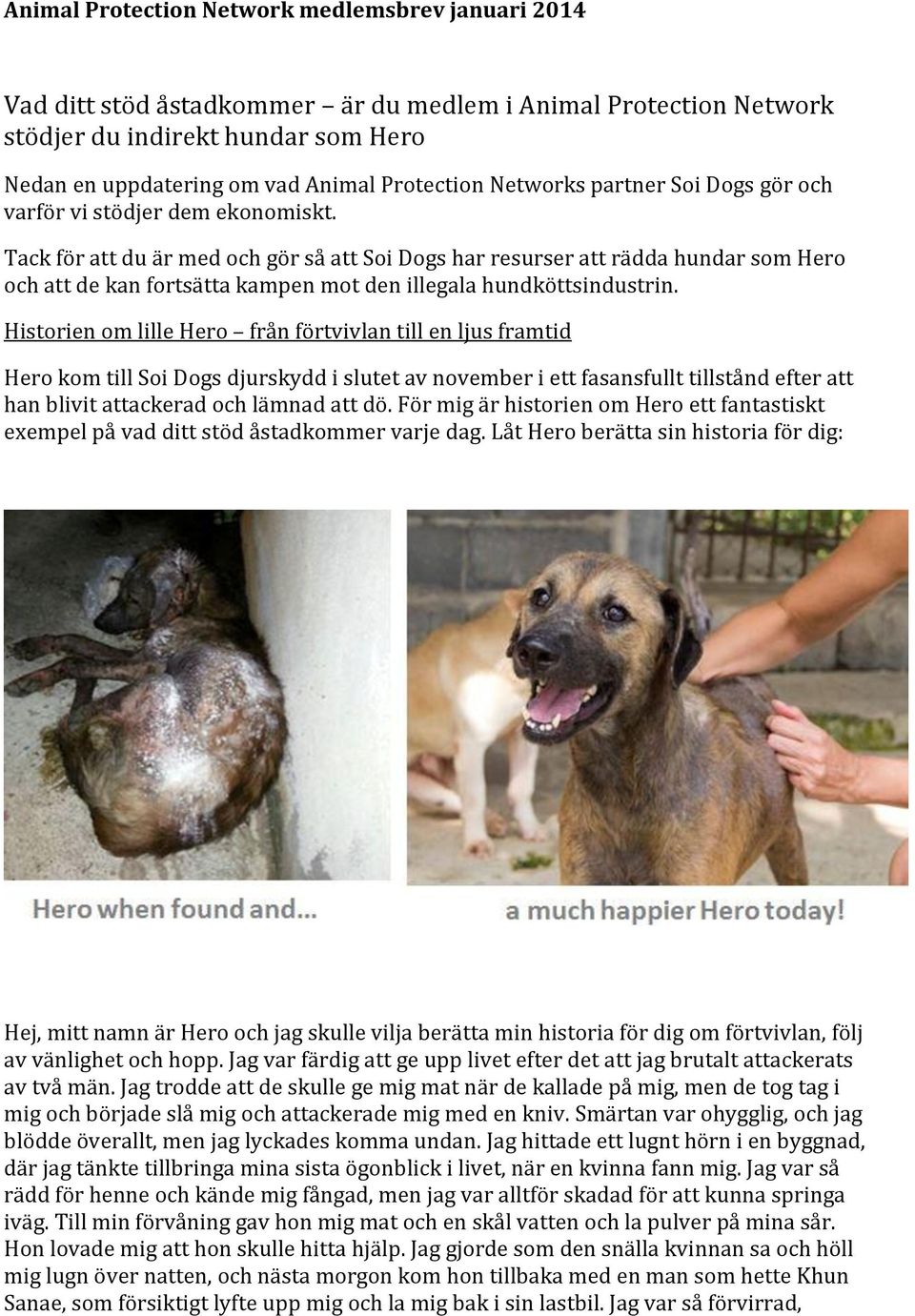 Tack för att du är med och gör så att Soi Dogs har resurser att rädda hundar som Hero och att de kan fortsätta kampen mot den illegala hundköttsindustrin.