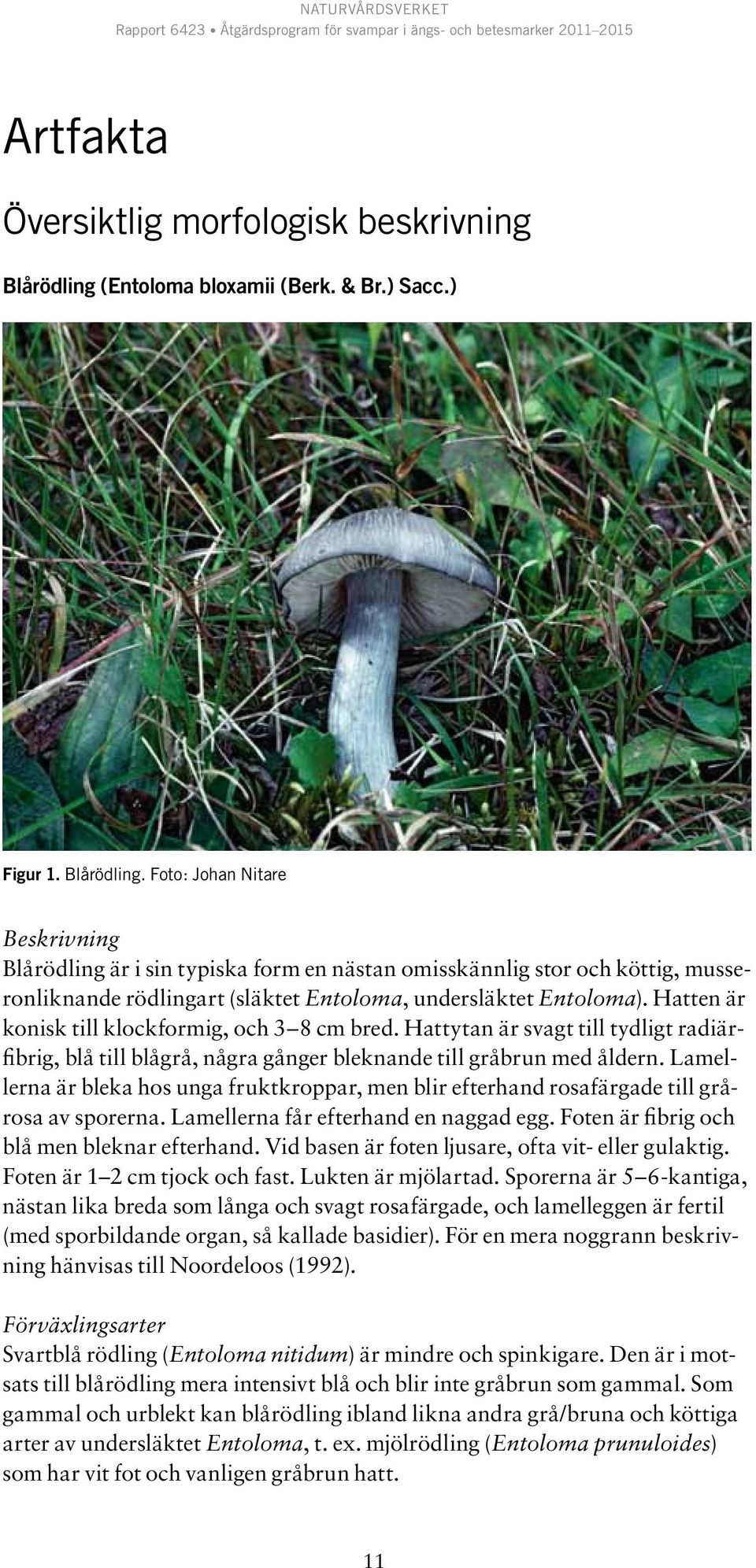 Foto: Johan Nitare Beskrivning Blårödling är i sin typiska form en nästan omisskännlig stor och köttig, musseronliknande rödlingart (släktet Entoloma, undersläktet Entoloma).