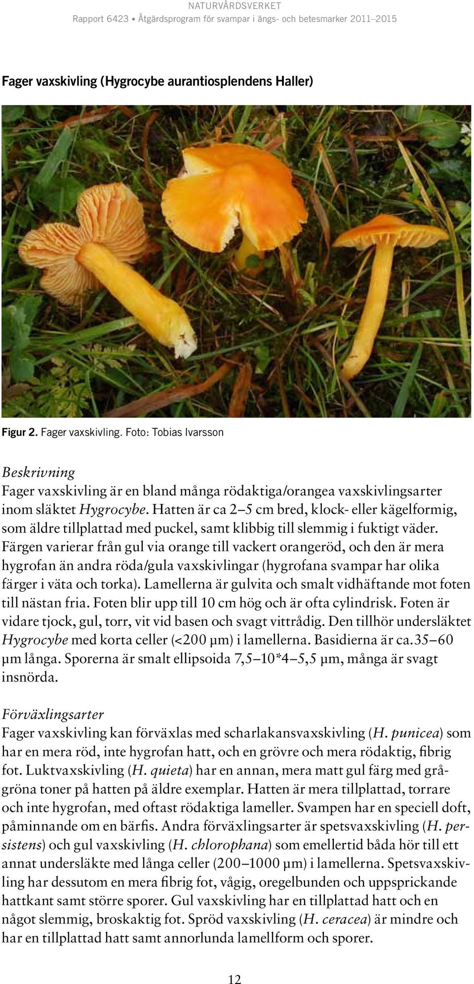 Hatten är ca 2 5 cm bred, klock- eller kägelformig, som äldre tillplattad med puckel, samt klibbig till slemmig i fuktigt väder.