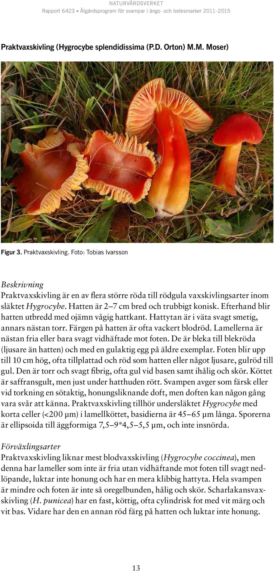 Efterhand blir hatten utbredd med ojämn vågig hattkant. Hattytan är i väta svagt smetig, annars nästan torr. Färgen på hatten är ofta vackert blodröd.