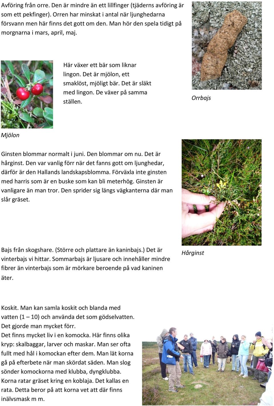 Orrbajs Mjölon Ginsten blommar normalt i juni. Den blommar om nu. Det är hårginst. Den var vanlig förr när det fanns gott om ljunghedar, därför är den Hallands landskapsblomma.