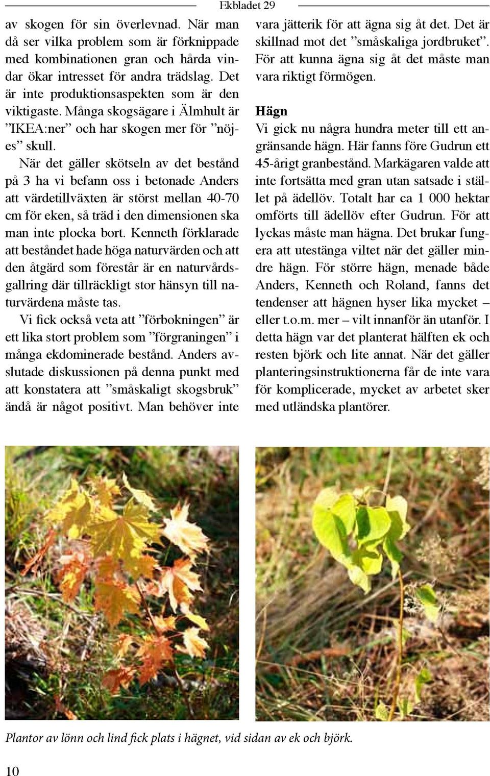 När det gäller skötseln av det bestånd på 3 ha vi befann oss i betonade Anders att värdetillväxten är störst mellan 40-70 cm för eken, så träd i den dimensionen ska man inte plocka bort.