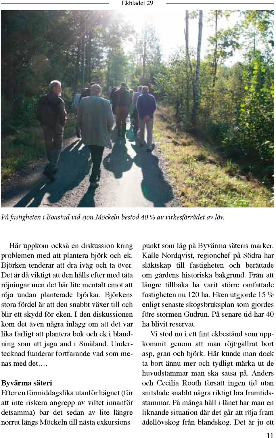 Björkens stora fördel är att den snabbt växer till och blir ett skydd för eken.