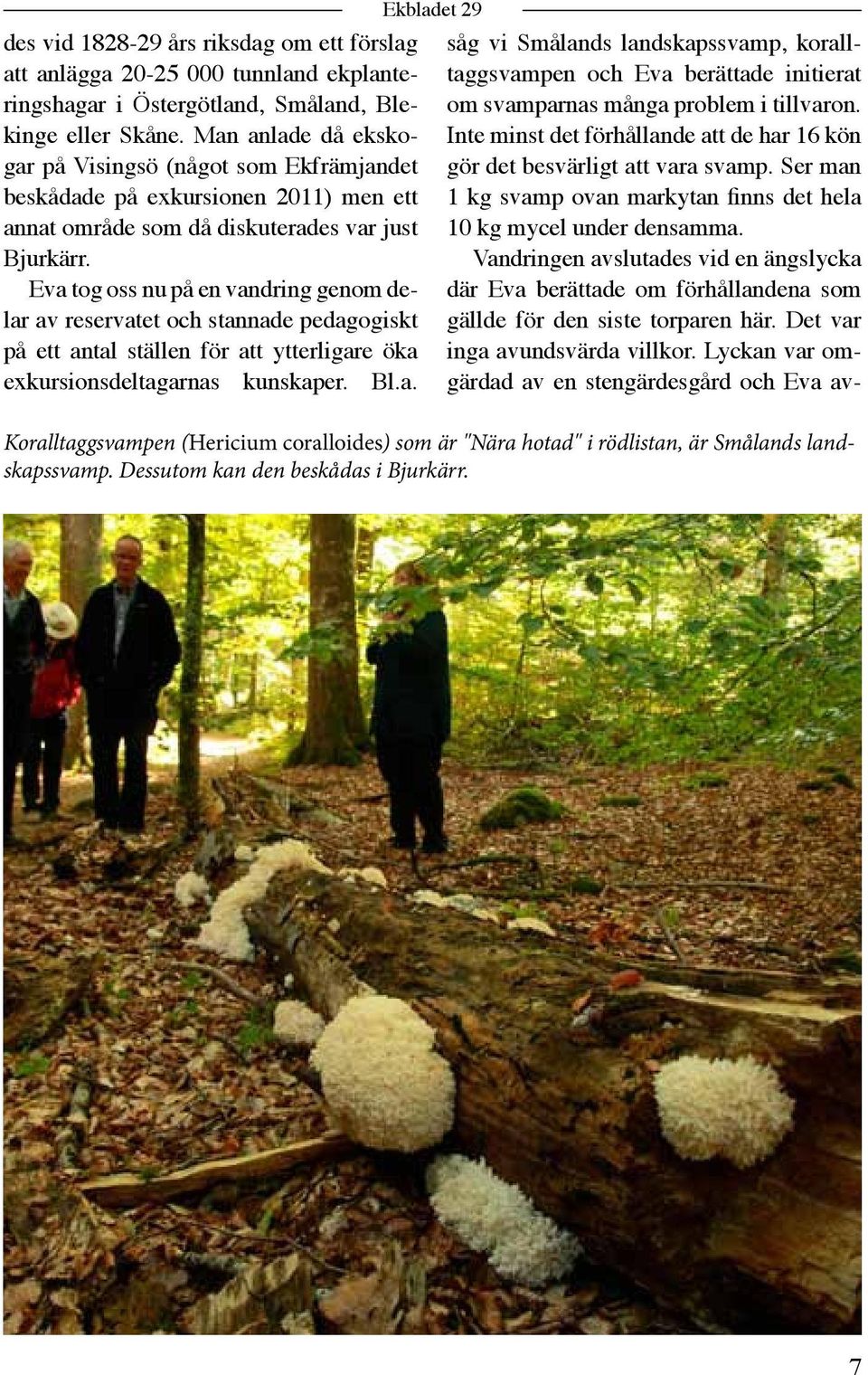 Eva tog oss nu på en vandring genom delar av reservatet och stannade pedagogiskt på ett antal ställen för att ytterligare öka exkursionsdeltagarnas kunskaper. Bl.a. Ekbladet 29 såg vi Smålands landskapssvamp, koralltaggsvampen och Eva berättade initierat om svamparnas många problem i tillvaron.