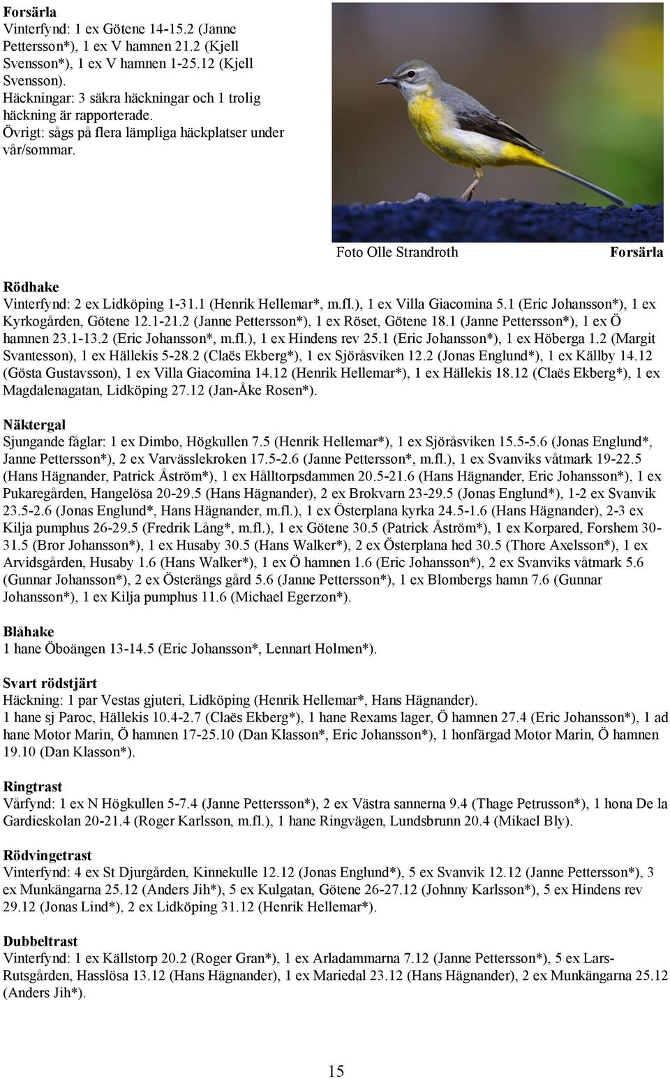 Foto Olle Strandroth Forsärla Rödhake Vinterfynd: 2 ex Lidköping 1-31.1 (Henrik Hellemar*, m.fl.), 1 ex Villa Giacomina 5.1 (Eric Johansson*), 1 ex Kyrkogården, Götene 12.1-21.