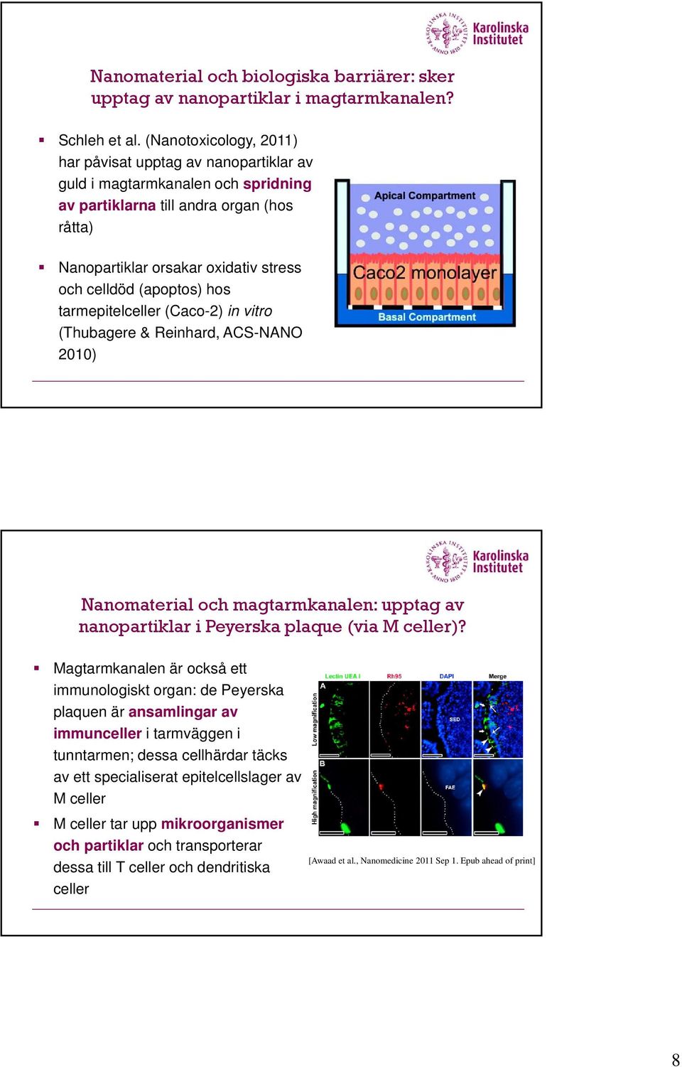 (apoptos) hos tarmepitelceller (Caco-2) in vitro (Thubagere & Reinhard, ACS-NAN 2010) Nanomaterial och magtarmkanalen: upptag av nanopartiklar i Peyerska plaque (via M celler)?