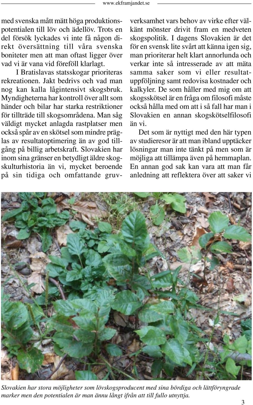I Bratislavas statsskogar prioriteras rekreationen. Jakt bedrivs och vad man nog kan kalla lågintensivt skogsbruk.