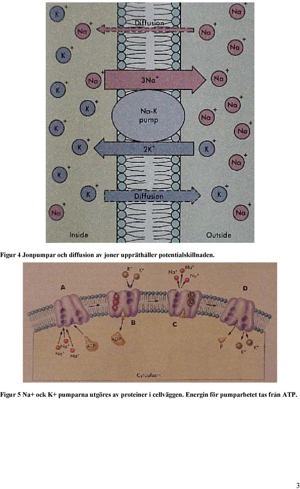 Figur 5 Na+ ock K+ pumparna utgöres av