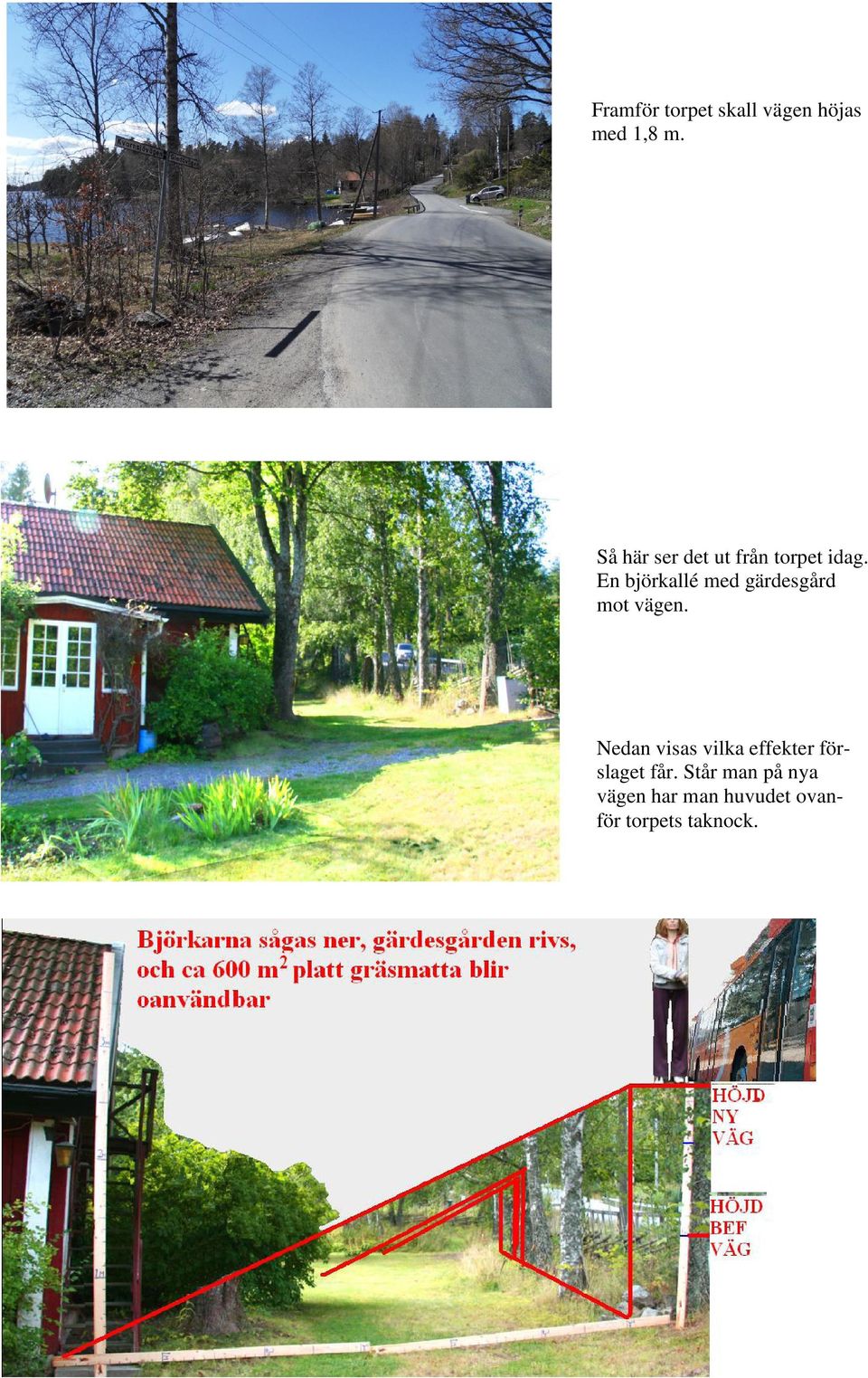 En björkallé med gärdesgård mot vägen.