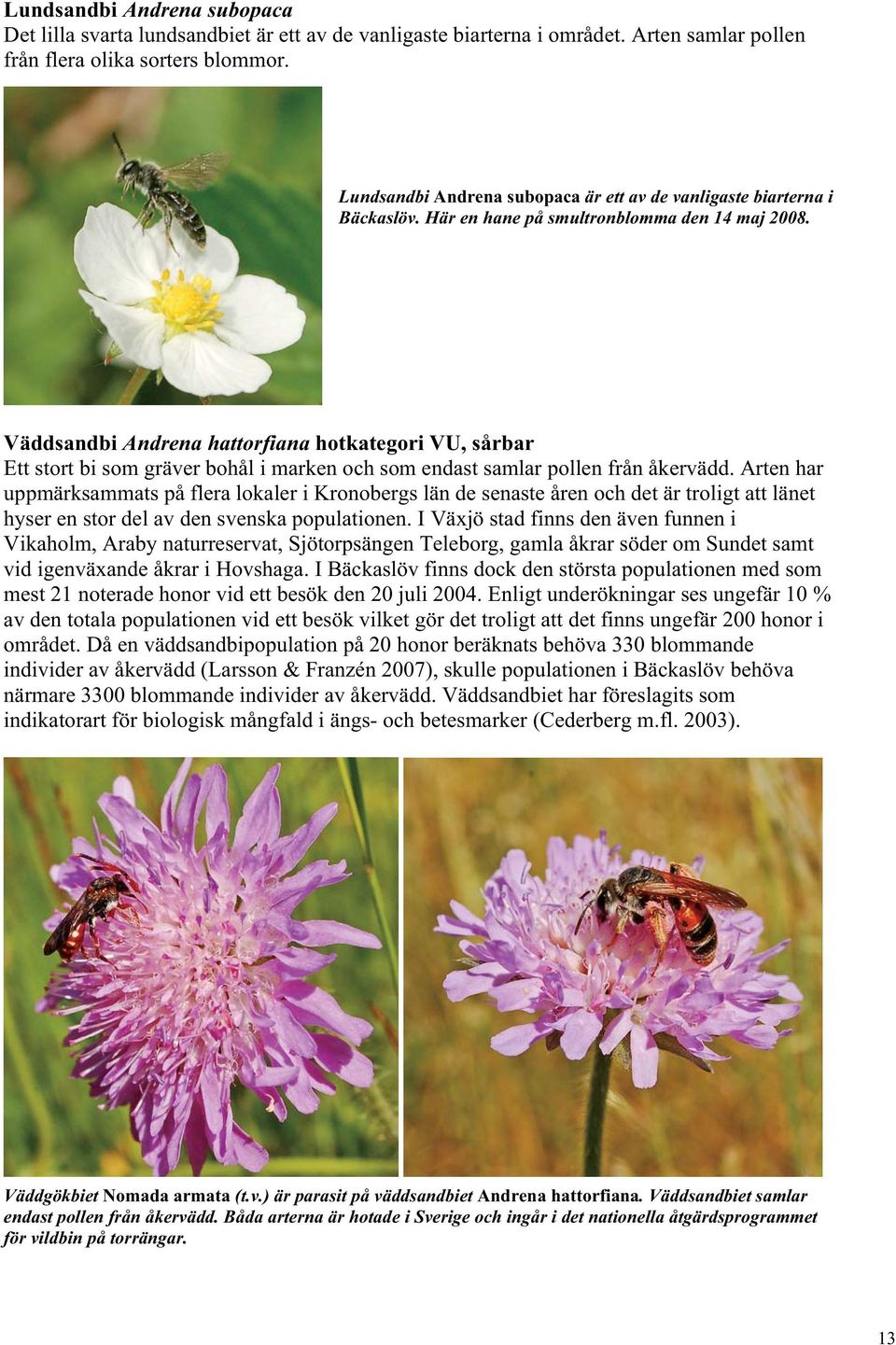 Väddsandbi Andrena hattorfiana hotkategori VU, sårbar Ett stort bi som gräver bohål i marken och som endast samlar pollen från åkervädd.