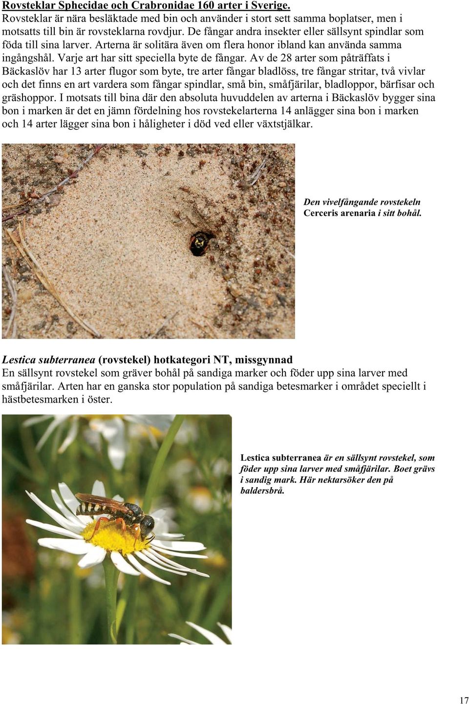 Av de 28 arter som påträffats i Bäckaslöv har 13 arter flugor som byte, tre arter fångar bladlöss, tre fångar stritar, två vivlar och det finns en art vardera som fångar spindlar, små bin,