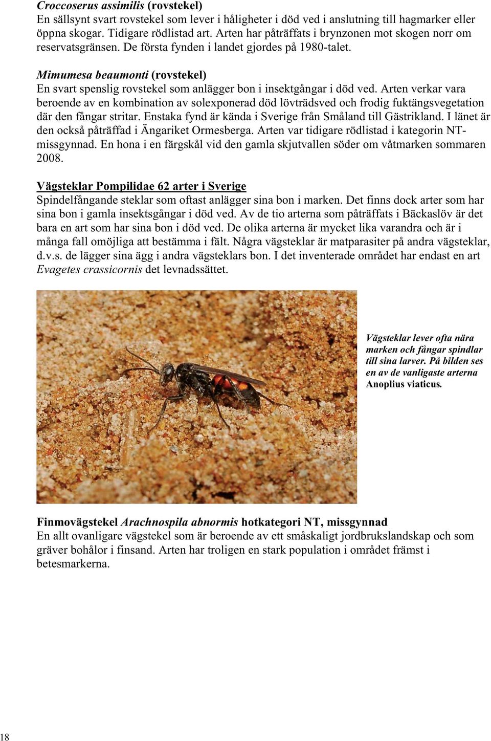 Mimumesa beaumonti (rovstekel) En svart spenslig rovstekel som anlägger bon i insektgångar i död ved.