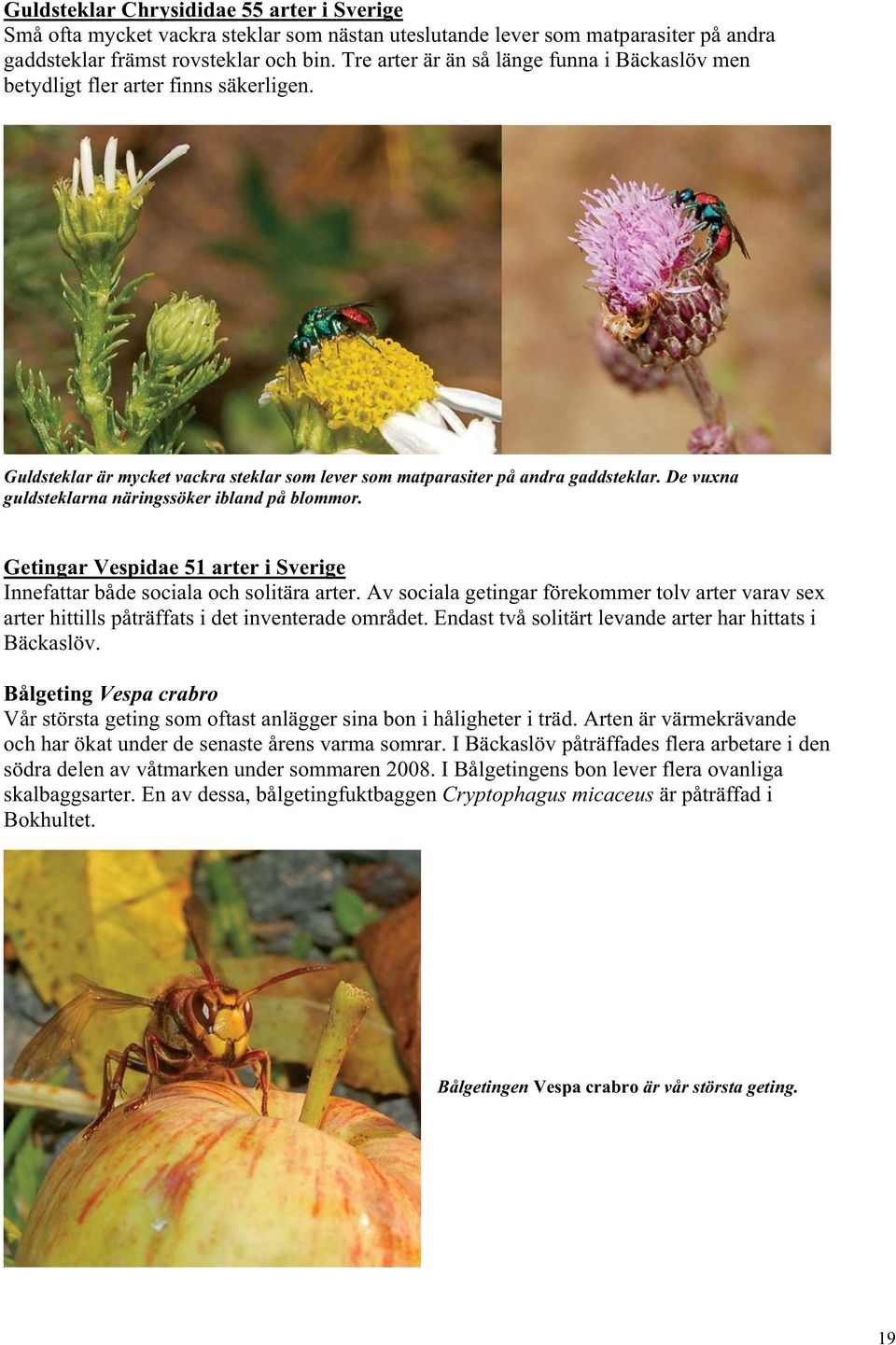De vuxna guldsteklarna näringssöker ibland på blommor. Getingar Vespidae 51 arter i Sverige Innefattar både sociala och solitära arter.