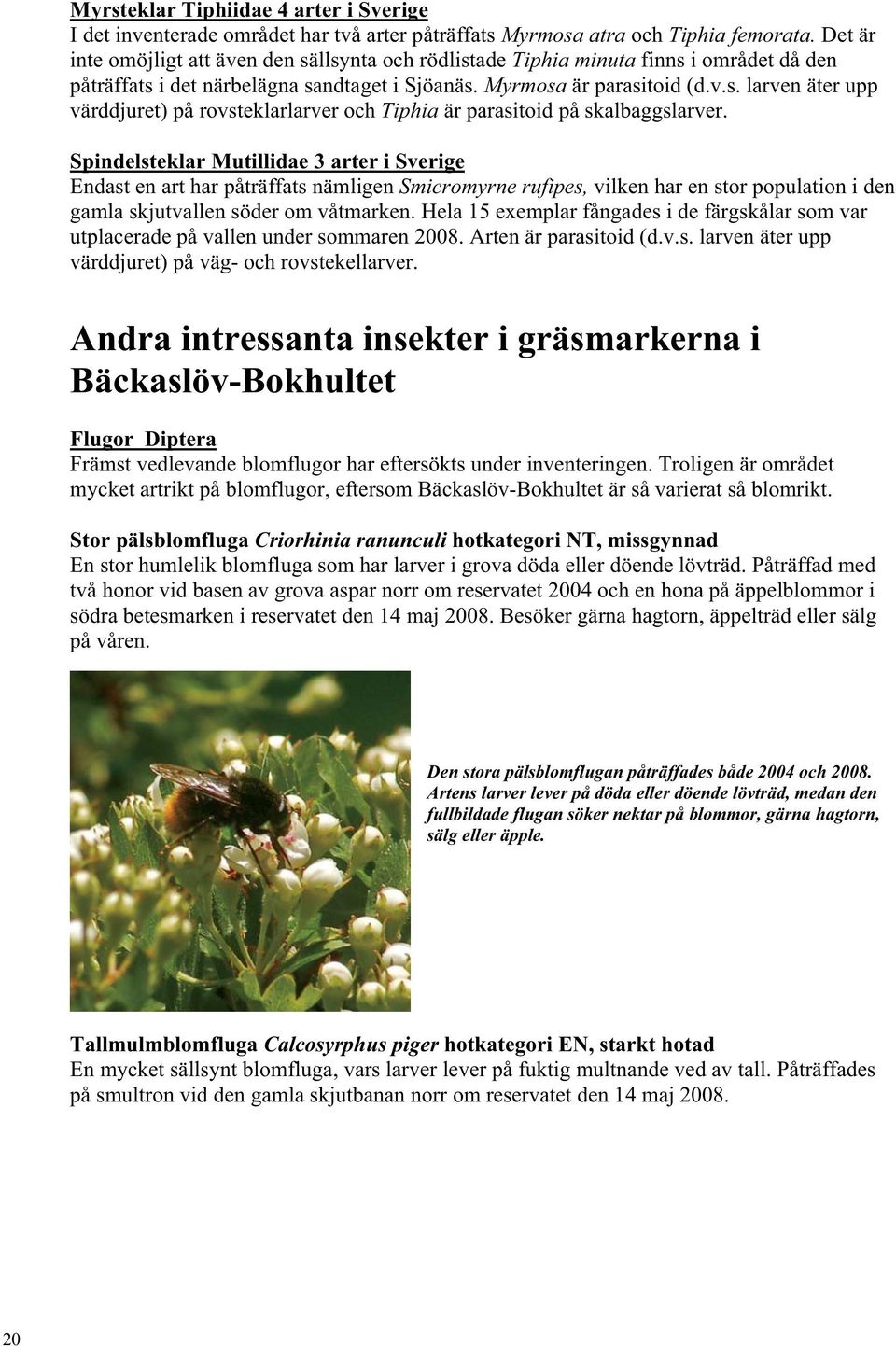 Spindelsteklar Mutillidae 3 arter i Sverige Endast en art har påträffats nämligen Smicromyrne rufipes, vilken har en stor population i den gamla skjutvallen söder om våtmarken.