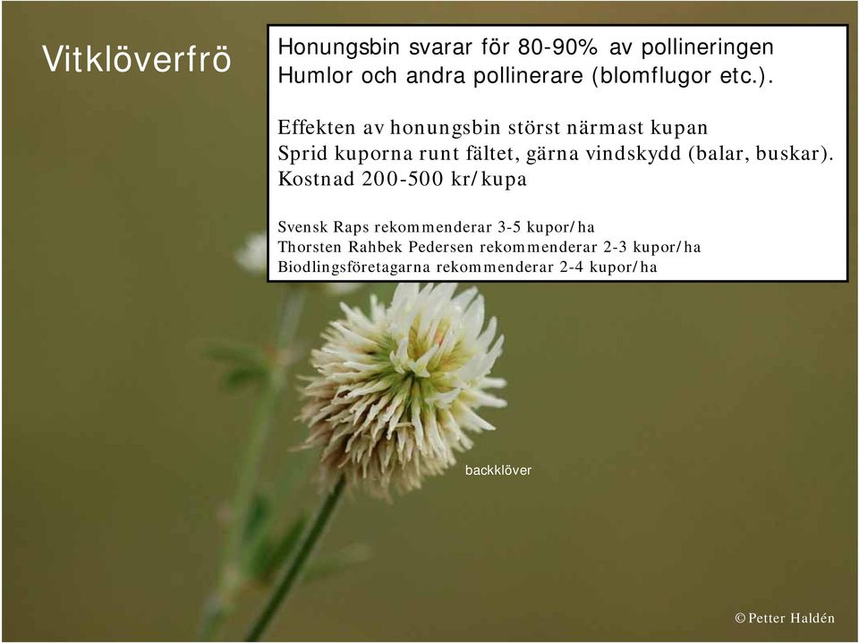 Effekten av honungsbin störst närmast kupan Sprid kuporna runt fältet, gärna vindskydd (balar,