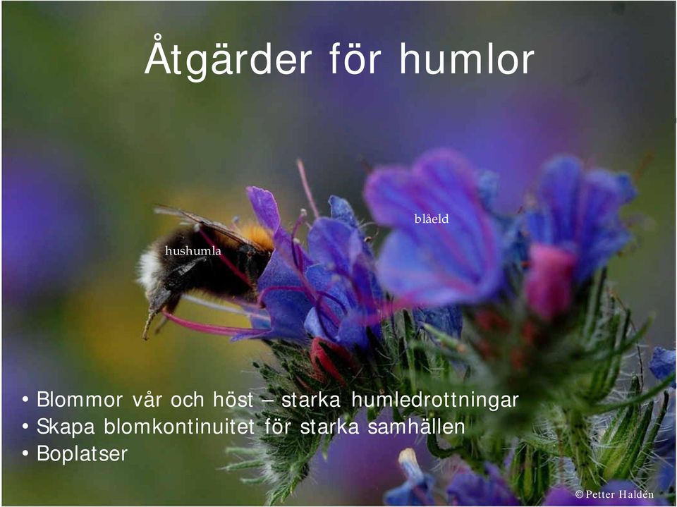 starka humledrottningar Skapa