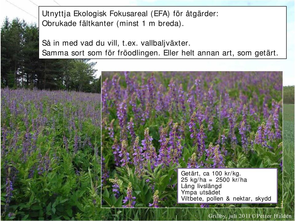 Samma sort som för fröodlingen. Eller helt annan art, som getärt.