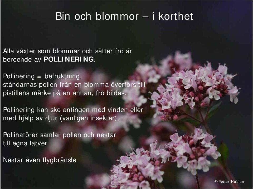 på en annan, frö bildas.