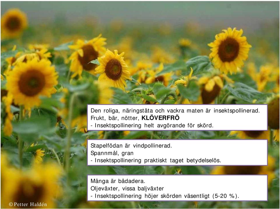 Stapelfödan är vindpollinerad.