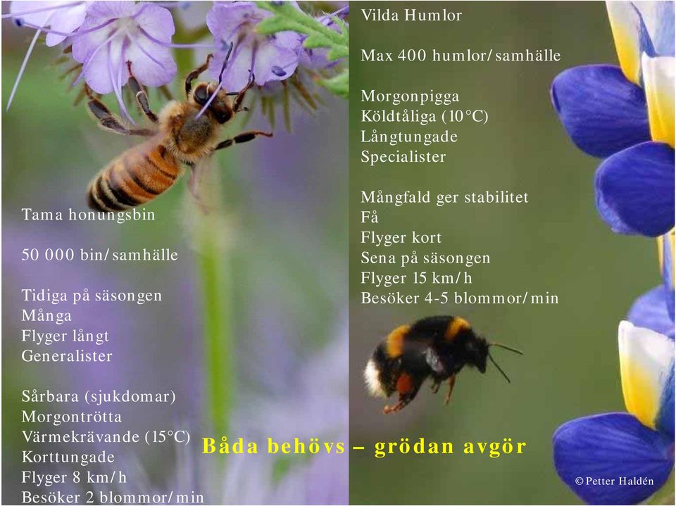 stabilitet Få Flyger kort Sena på säsongen Flyger 15 km/h Besöker 4-5 blommor/min Sårbara