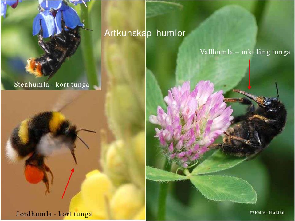 tunga Stenhumla -