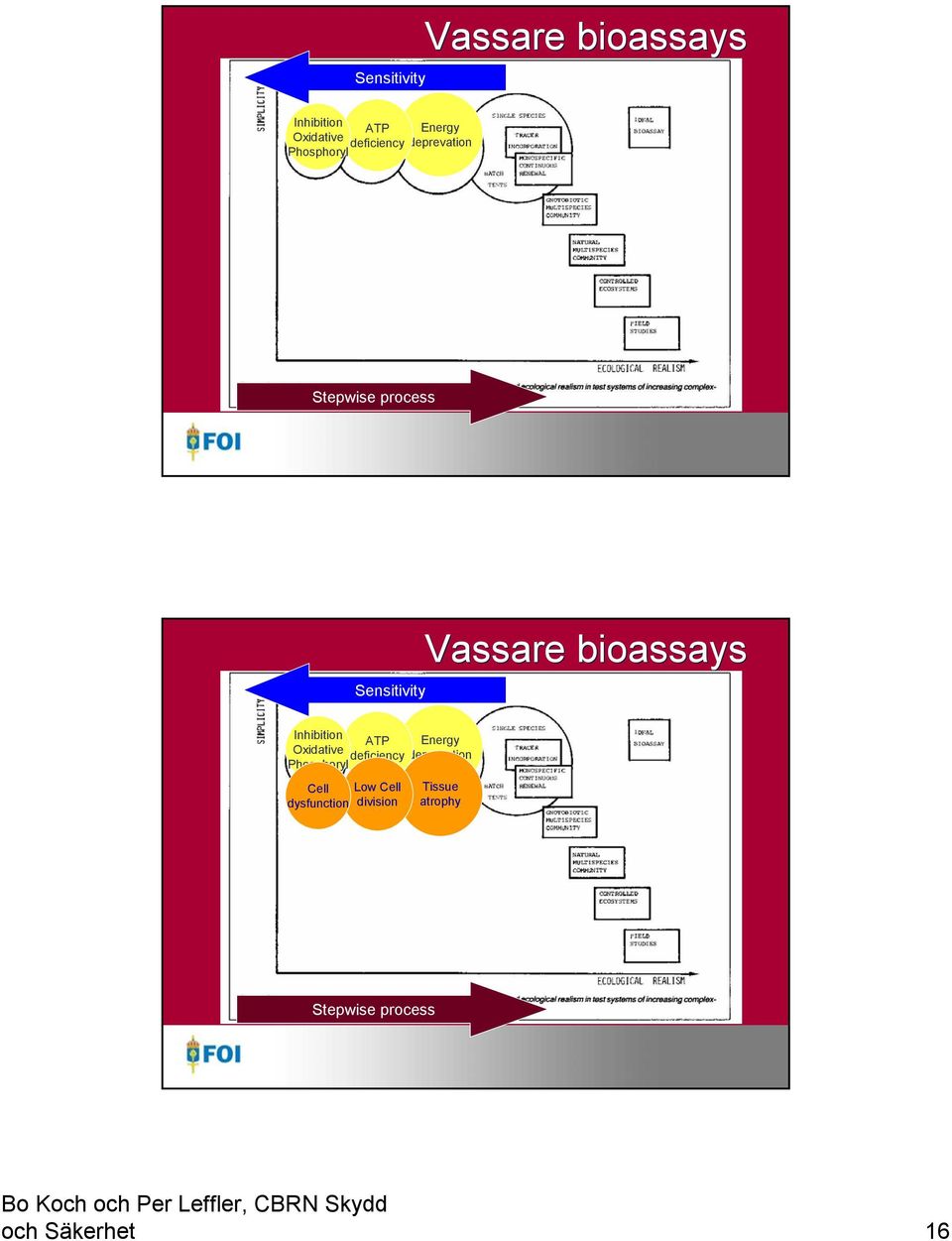 dysfunction Low Cell division Tissue atrophy Stepwise process och