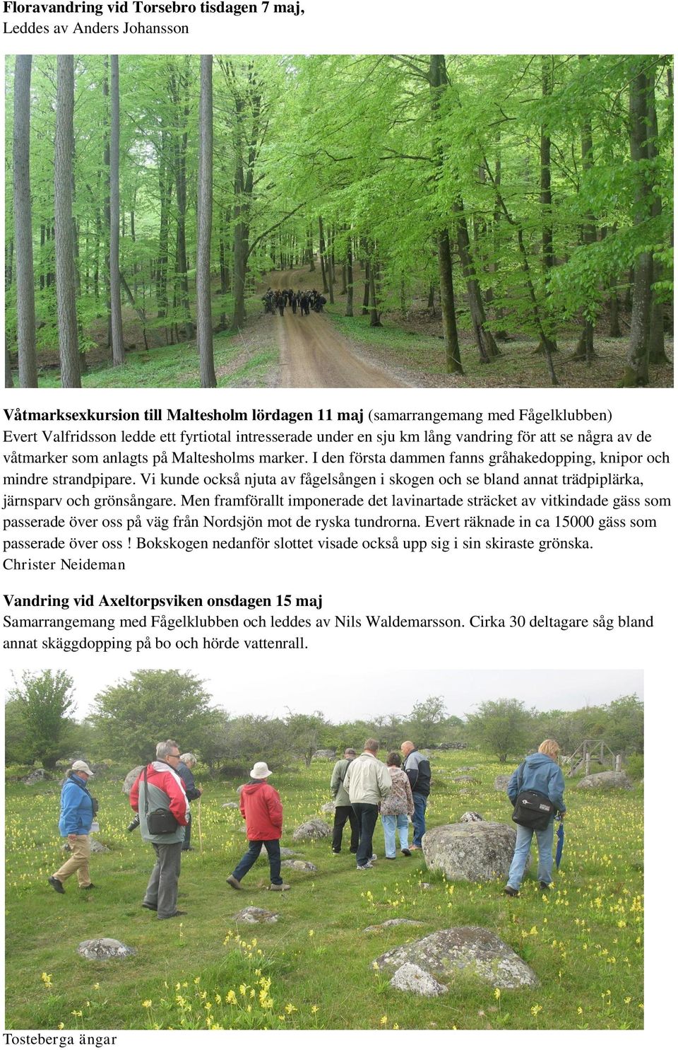 Vi kunde också njuta av fågelsången i skogen och se bland annat trädpiplärka, järnsparv och grönsångare.